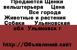 Продаются Щенки вельштерьера  › Цена ­ 27 000 - Все города Животные и растения » Собаки   . Ульяновская обл.,Ульяновск г.